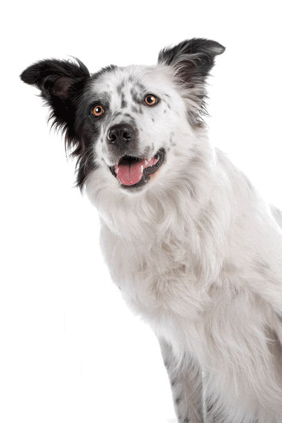 Happy Dog