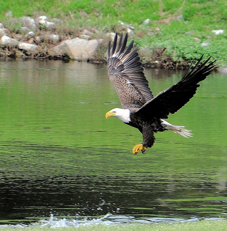 I took this photo on March 26, 2015. The eagle was fishing in North Lake in Rose Hill. I was enjoying the beginning of spring, looking at the pollen coated 'gators and a rookery of wood storks, I just happened to see this eagle fishing. After several unsuccessful attempts she managed to get lunch and share it with a juvenile. A great day.