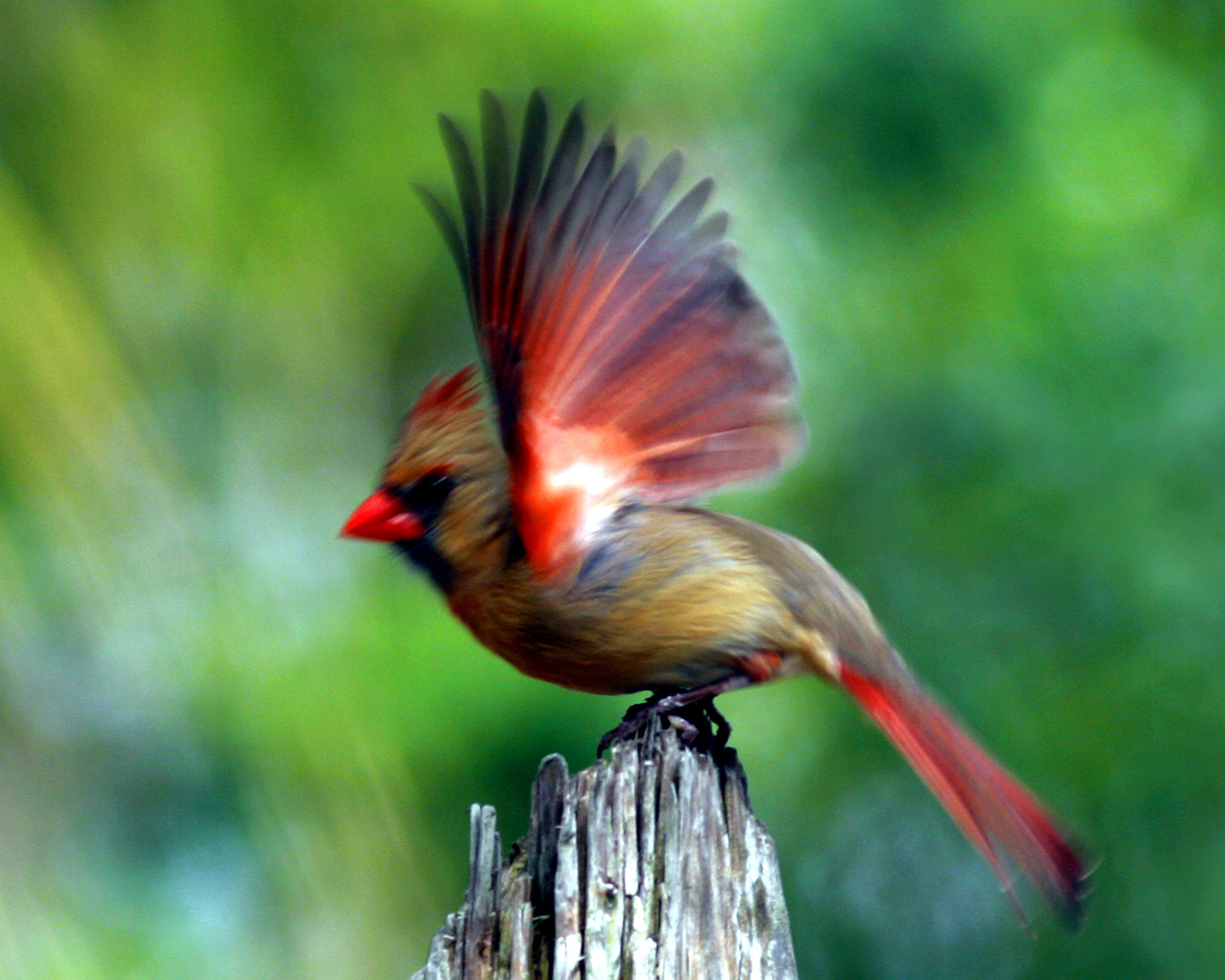A female cardinal ready to beginning its flight which I took a few years ago in my backyard. I purposely wanted to capture the scene in slow motion. I happen to notice that there was a cardinal nest in my backyard and studied the male and female birds coming and going and decided to take advantage of this wonderful opportunity to capture a 'moment in nature.'