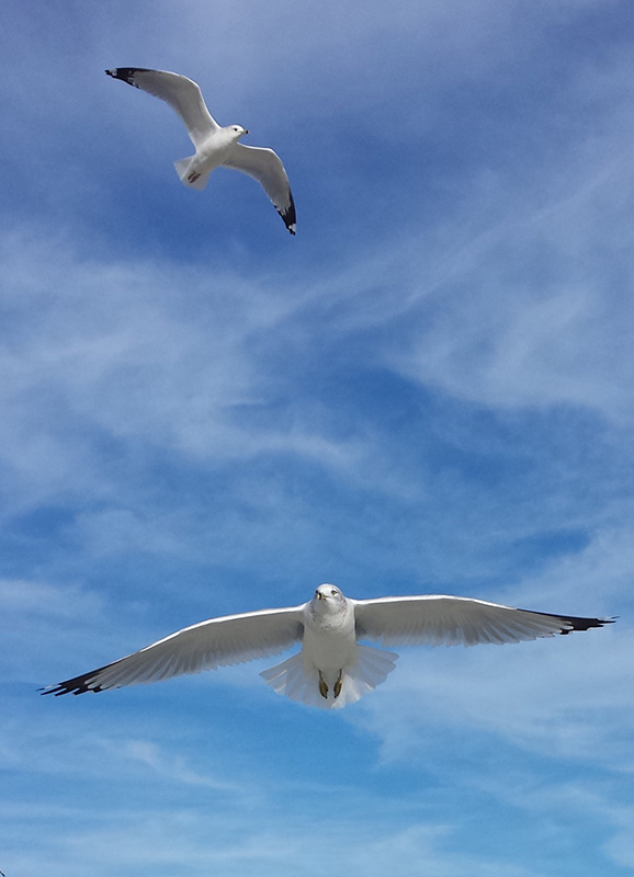 Hungry birds looking for a morsel or two. Taken at Islanders Beach on Hilton Head. Dec. 23, 2014