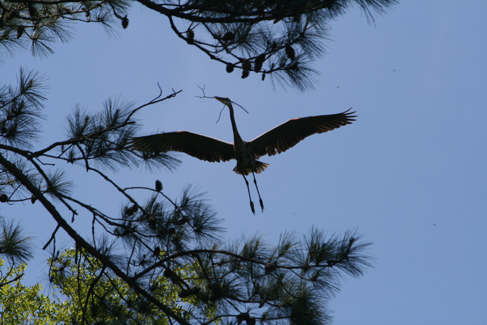 This picture of a great blue heron was taken in April 2012 at a bird rookery on the 17th hole of the golf course at Spring Island. I was taking pictures primarily of great egrets tending the eggs in their nests when the heron approached. Although I was shooting into the brighter sky, the silhouette effect was striking
