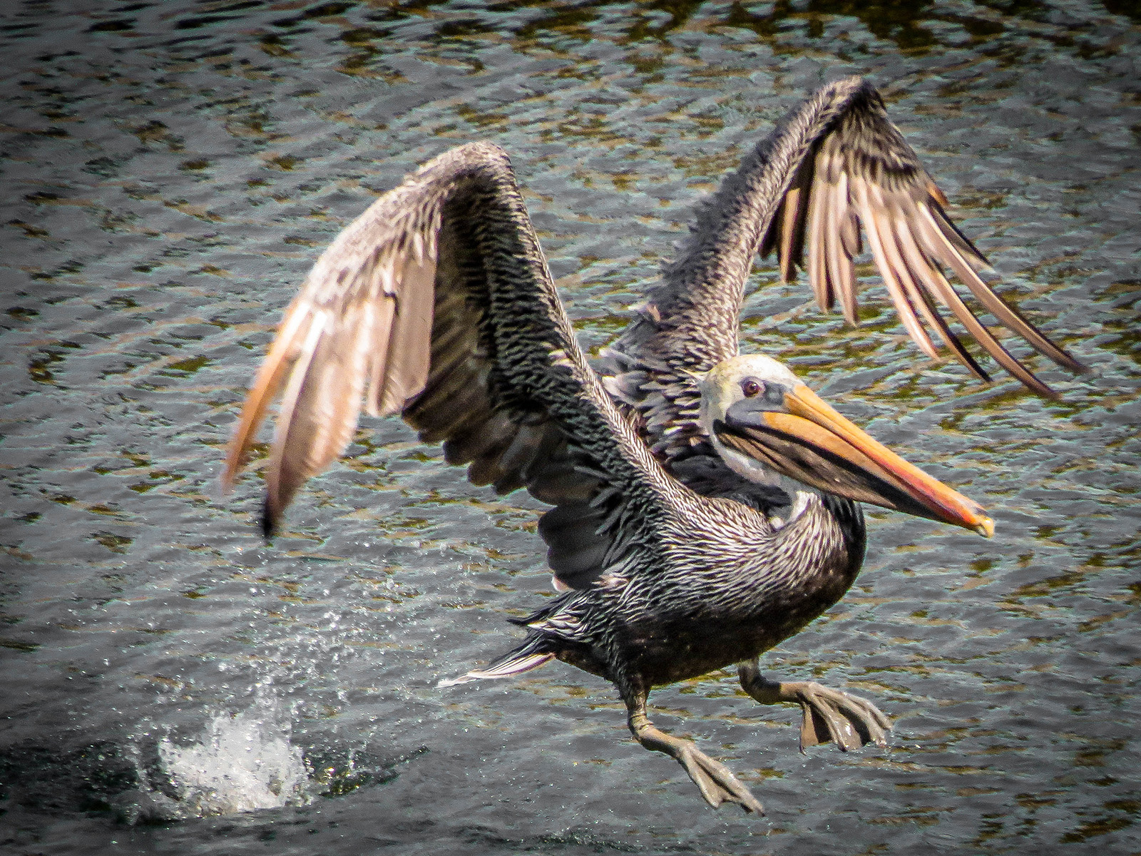 I captured this brown pelican at Shelter Cove Harbor on November 20, 2014 where I frequently bird watch with a friend. The bird was just coming out of the water after a splendid nose-dive to catch lunch.  The splash of water showing the action makes the picture complete. 