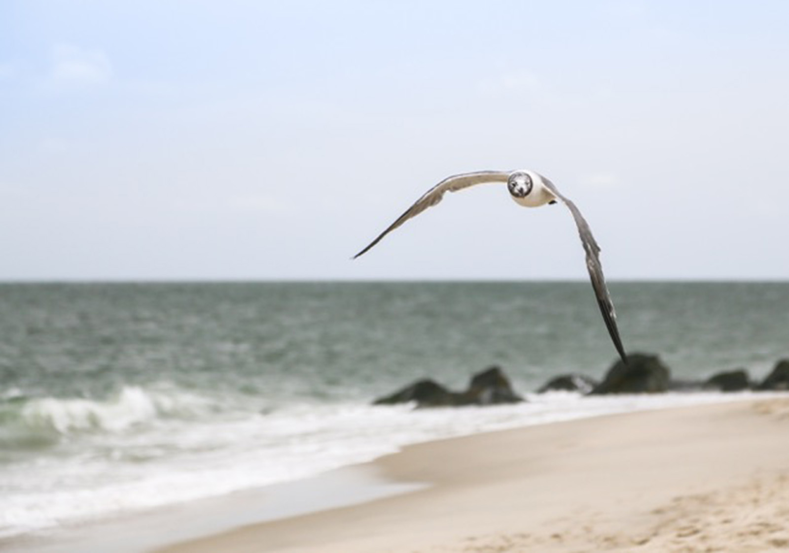 It was taken last August while on a trip to Cape May, NJ. It was a new camera at the time so I was on the beach taking some pictures when I saw this seagull flying toward me. As he got close he turned his head toward me & looked right at me. I only had a second for one shot before he turn away.