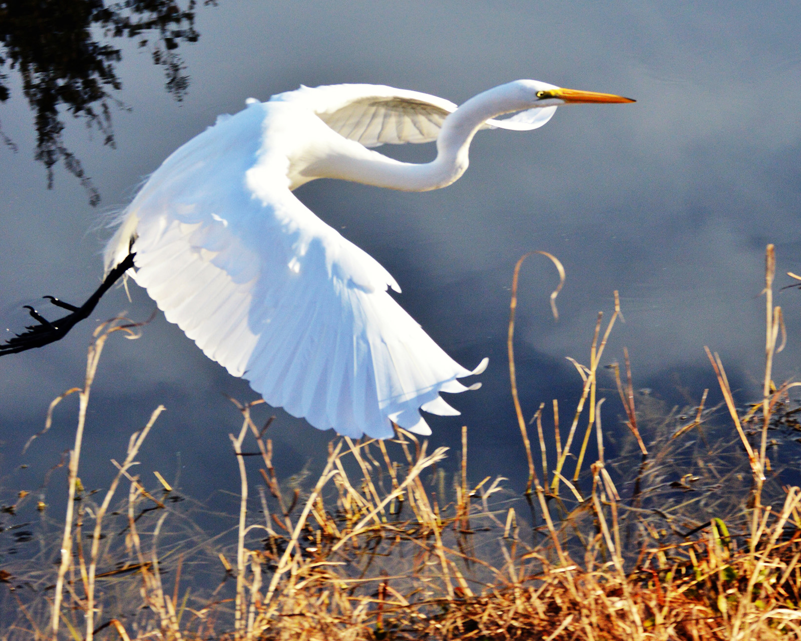 Egret. All photos were taken on Feb 11, 2015 in my backyard in Sun City Hilton Head.