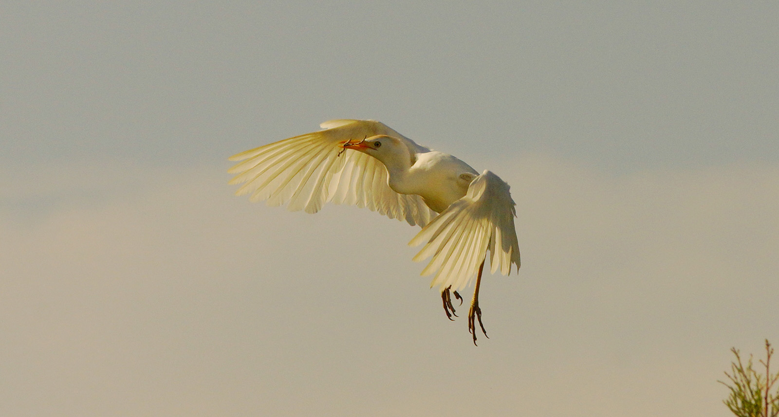 This photo was taken on Lake Marion last fall during a tour with Eric Horan. The photo shows a cattle egret in flight with materials to build a nest.