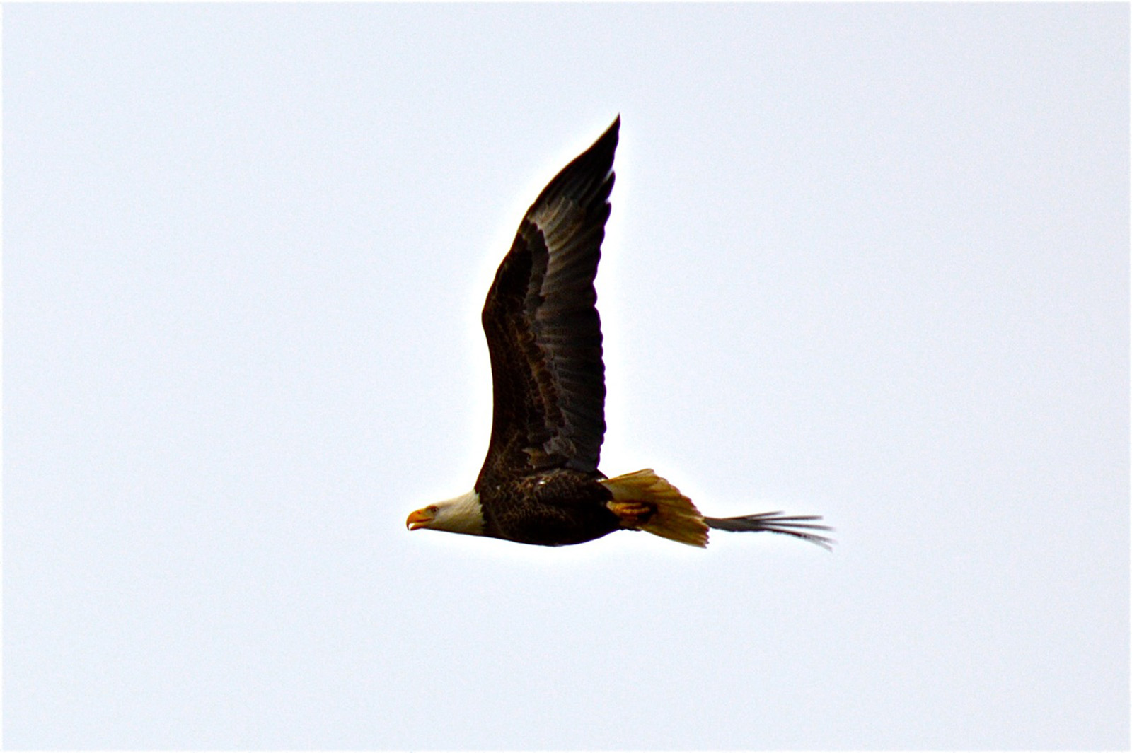 On December 23, 2012, my husband and I were out on Old Island, which is located close to Fripp Island. He got some pretty good shots that day of an eagle flying above us guarding its huge nest, which was located at the very top of the tallest tree in the area.