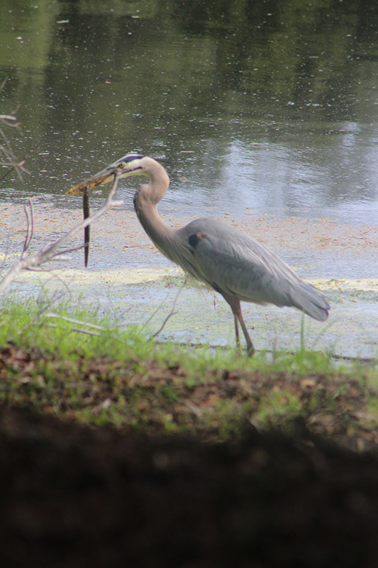 My friend and I were out for a walk in Jarvis Creek Park on April 6 and saw this bird having breakfast. It was really whipping the snake (?) or fish around like crazy. He finally gulped it down then went back to fishing again.