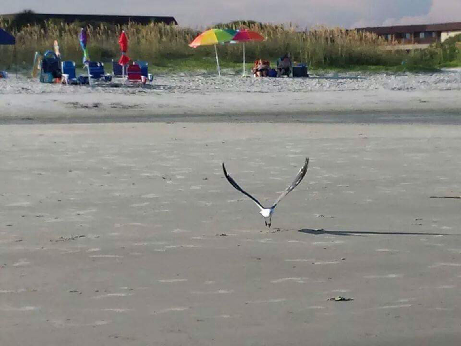 Taken last summer on Coligny Beach. Just another beautiful day in the beautiful area where we live.