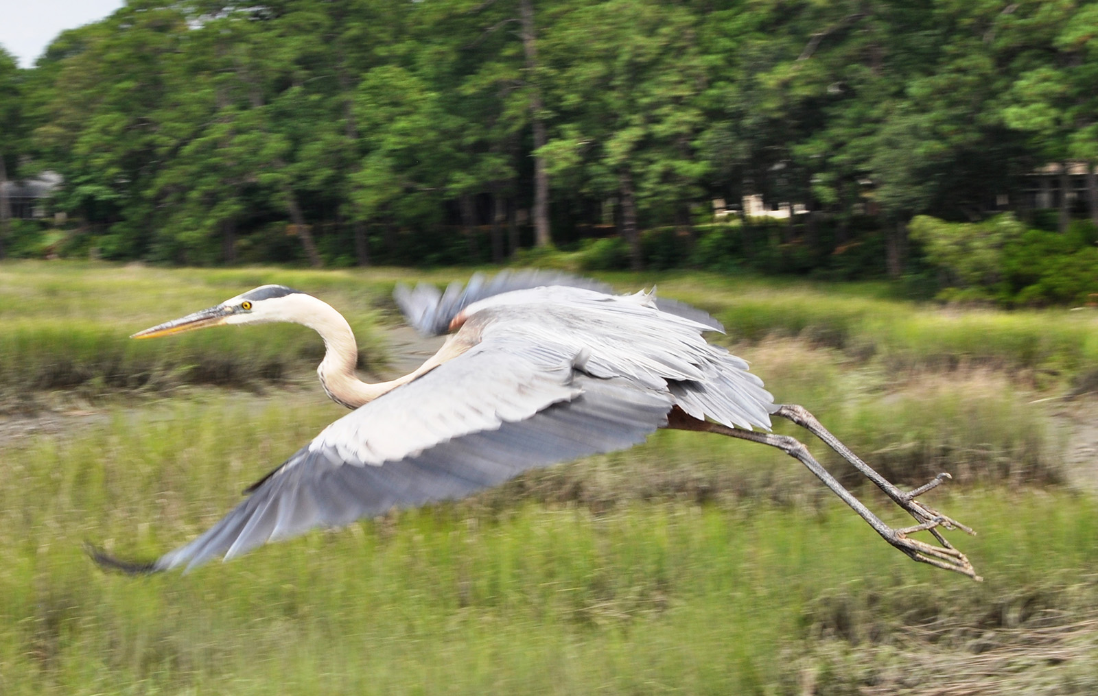 Iris Chester submitted. This photo was taken by my son, Scott Horowitz, when he and his family were visiting me in Sun City last summer (2014). I was with my grandchildren watching this beautiful bird sitting on the edge of the dock at Riverbend. It was amazing how close we were to the bird before he took off. What I didn't know was that Scott was right behind us with his camera and took what I thought was an amazing picture.