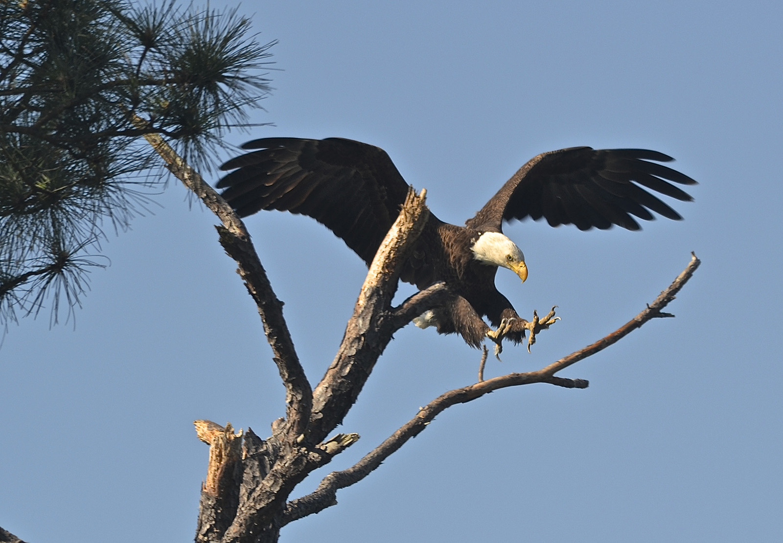 I took this photo last summer while watching a nesting pair of eagles. This is the male landing near the nest. One of my favorite things to photograph, and we are watching this same pair right now as they have blessed Beaufort with another eaglet!