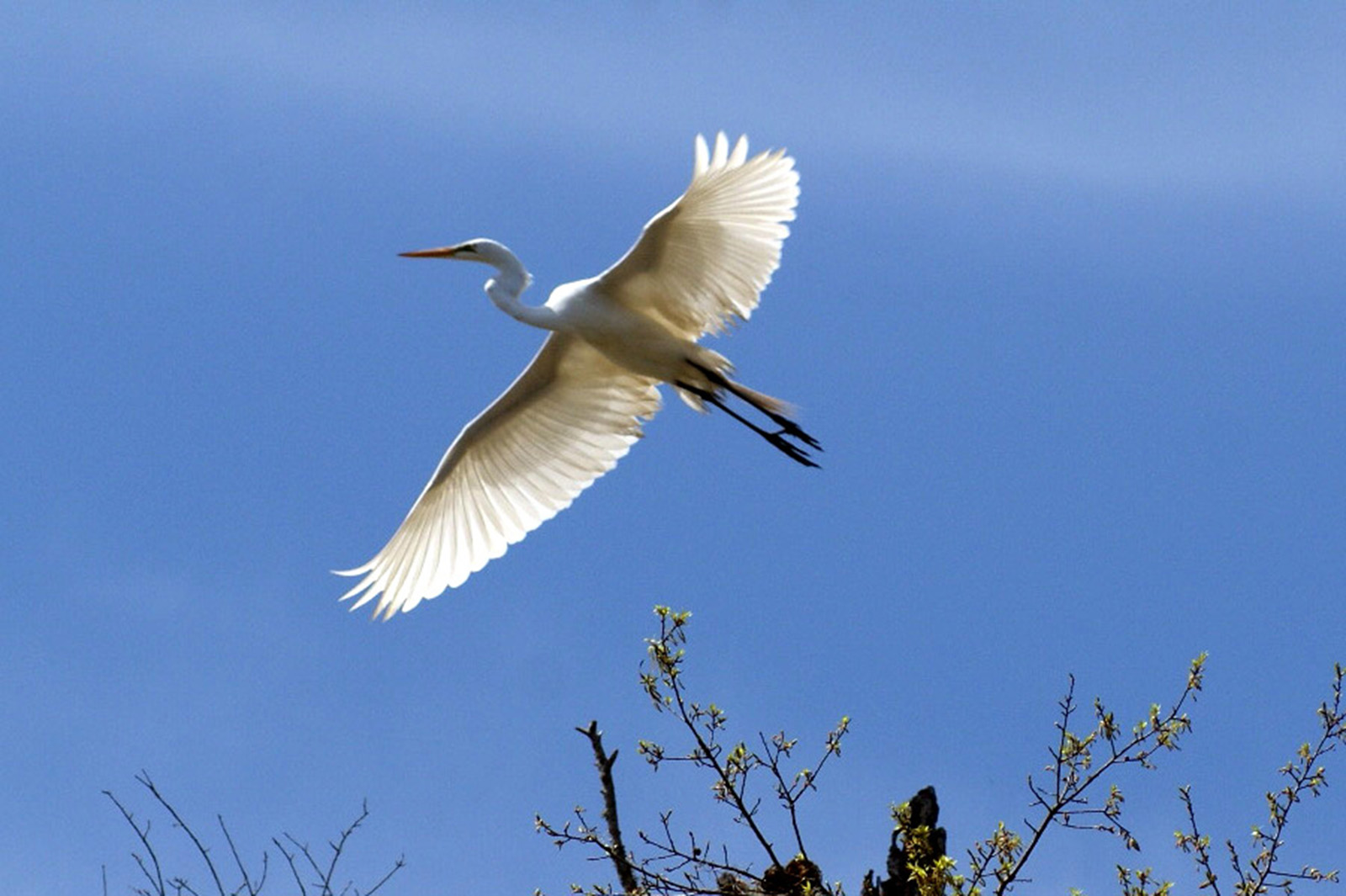 The beauty of the pure whiteness of a snowy egret's wings against a clear blue sky when taking flight from his perch atop a budding oak tree was really captivating. Taken April 3, 2014 at 2:56 p.m