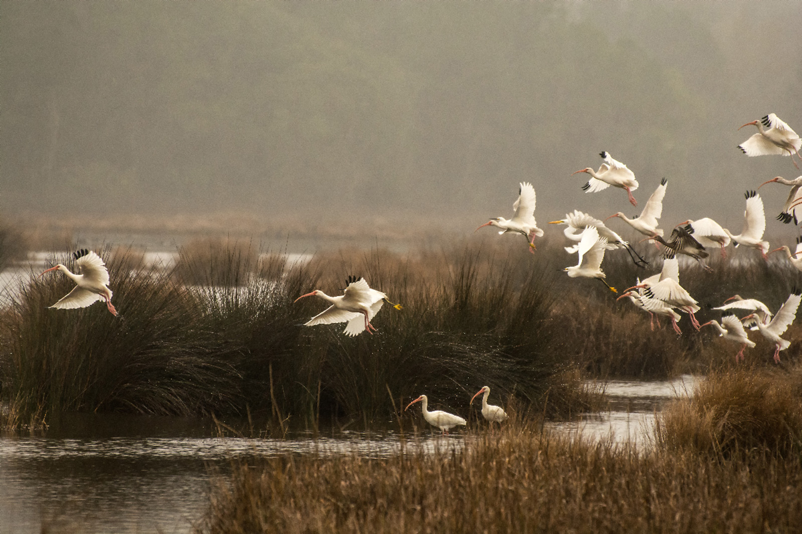 This was my first visit to Bear Island. I had hoped to see the tundra swans but instead took a number of images of a flock of Ibis as they took flight from the grasses around Marys Pond. This was taken mid-morning on Jan. 13 under a grey sky with rain drizzling down on the birds and mid-morning under a grey sky with rain drizzling down on the birds and grasses.