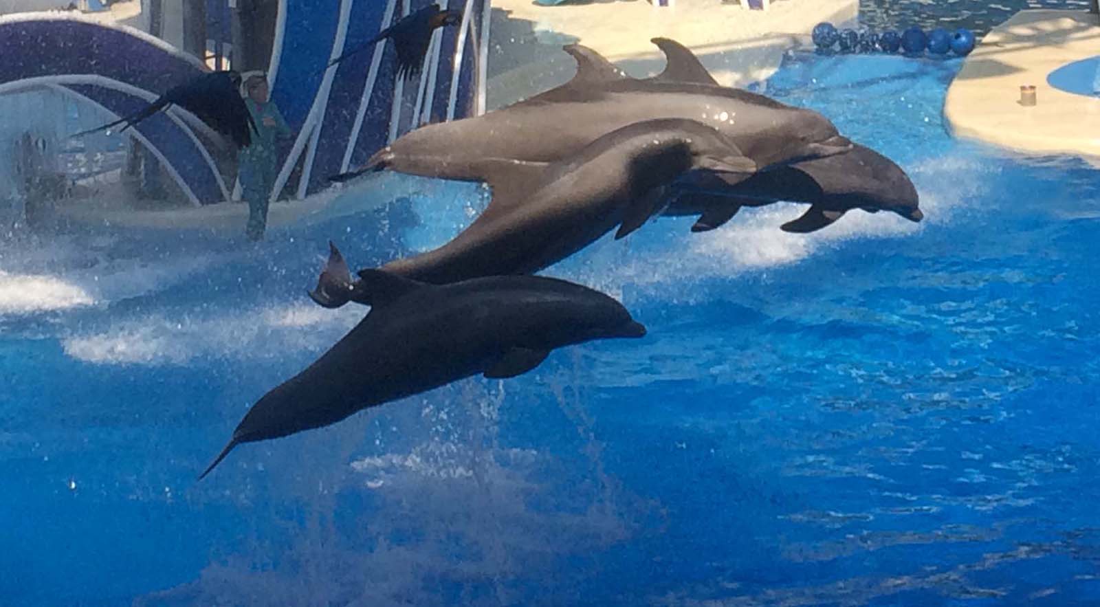I took this picture at SeaWorld on August 6, 2014. My attempt to get this picture was to capture the dolphins in midair with the birds flying with them.