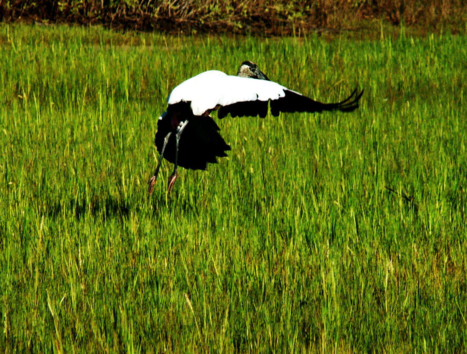 Photography is a hobby of mine; as a choreographer, I like to photograph things in motion. It gives me motivation for new movement. This was taken in 2010 on Lost Island with a monster of a camera, an old Nikon D1X. I've since purchased much nicer cameras but haven't had much time for photography. I plan to get back into the swing of things this year! 