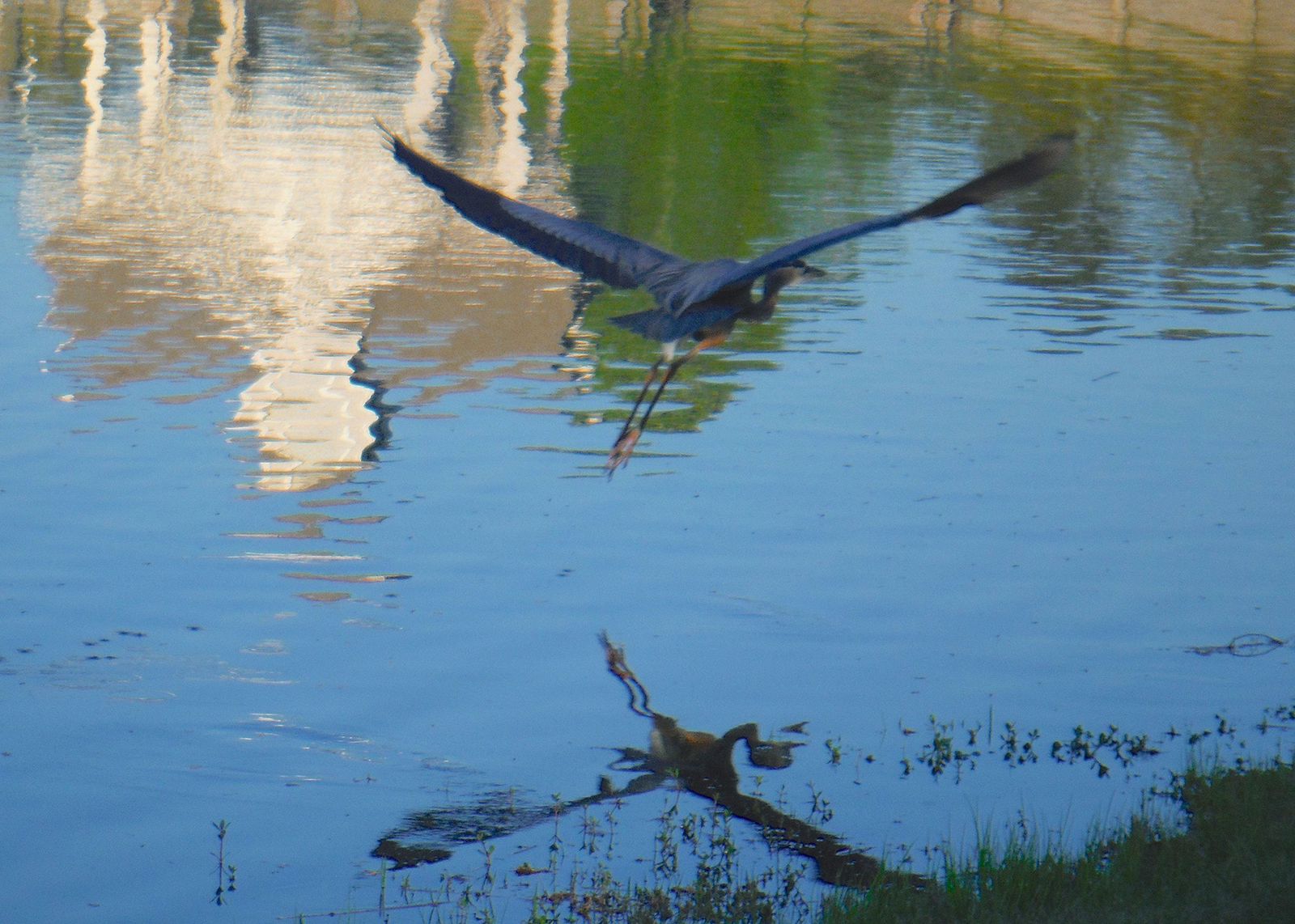 Photo was taken April 10, 2014 at Hilton Head Sun City. Great Blue Heron in flight with reflection in Somerset Lake.