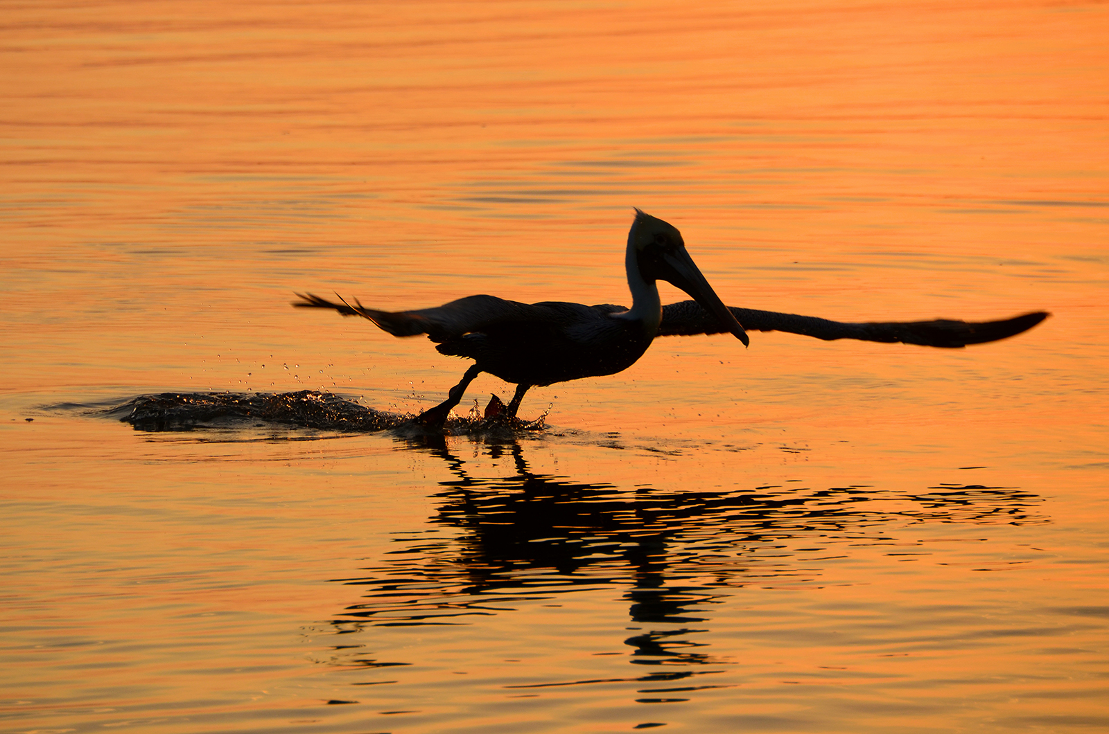 Photo taken March 3 on Broad Creek. I was shooting the sunset over Broad Creek when the pelican landed and was just floating on the tide. I liked the silhouette of the bird drifting on the sunset reflecting water.  Then he began to take off, I kept shooting and was fortunate to capture the bird lifting off and the splash droplets as it did.