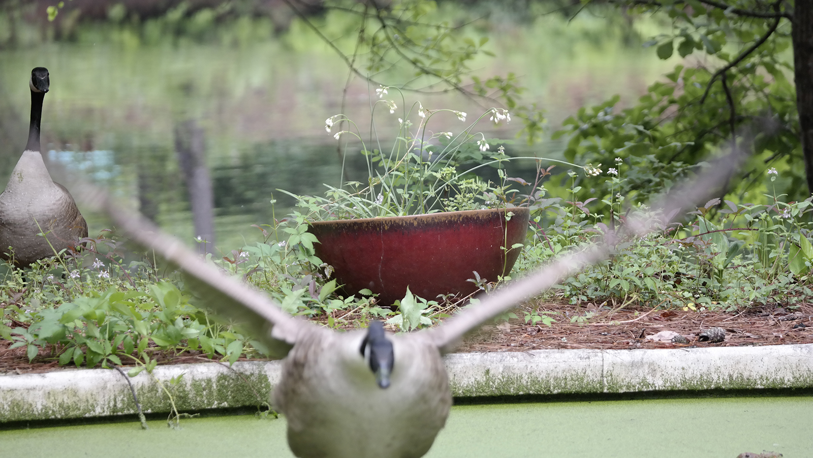 Canadian geese have been coming to our birdfeeders picking up seeds on the ground. The female was guarded by the male, and in this instance she flew across our pool. However, for some days now she has been our only visitor. Taken April 18.