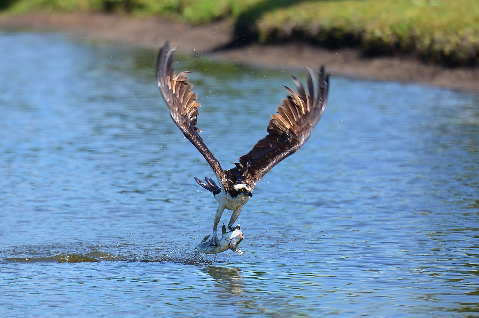 While driving in Sea Pines on May 28, 2013, I saw the head of a bird in a lagoon across from Lawton Stables. I pulled over, grabbed my camera, jumped down into the lagoon and started shooting. The osprey fought hard and went down two more times into the water before successfully carrying his lunch to the bank.