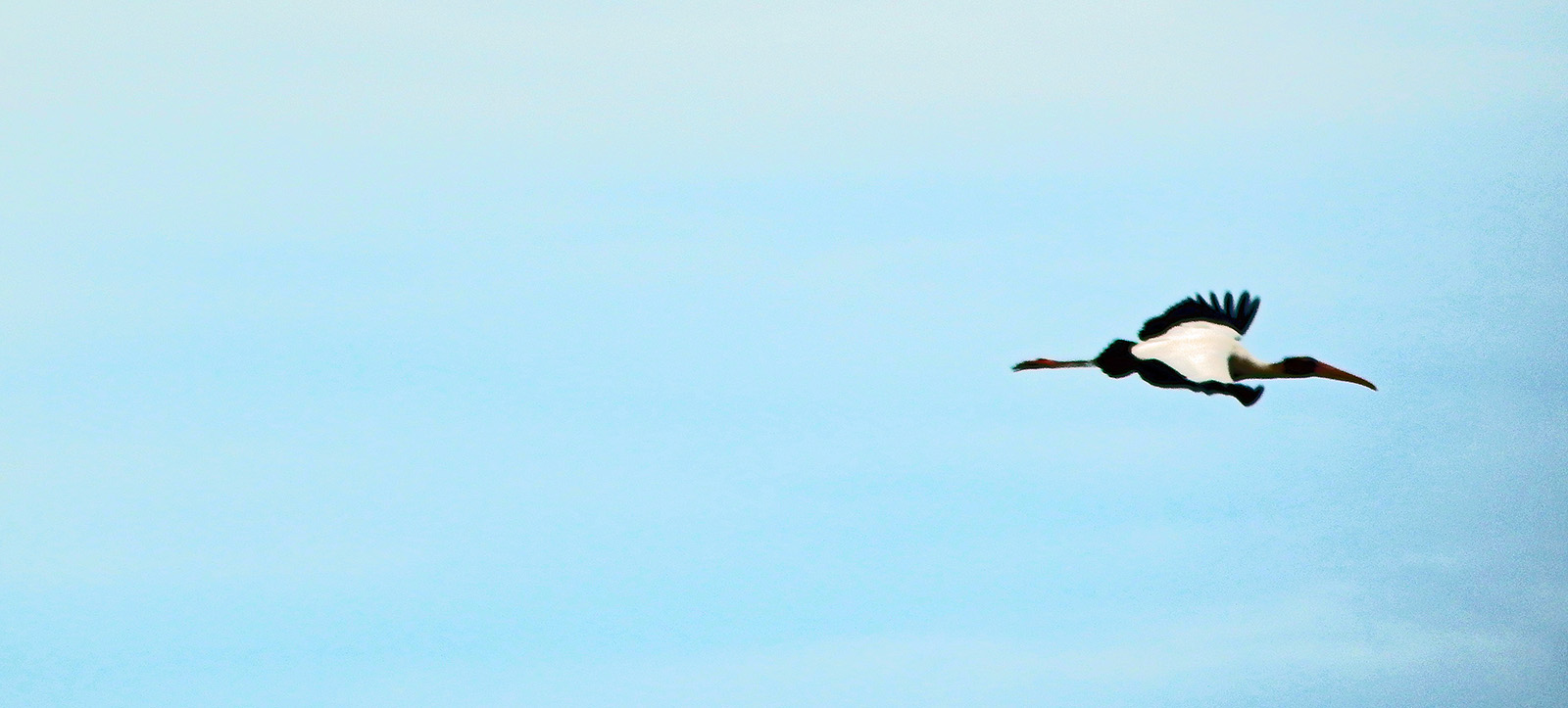Taken July 6, 2014, at Harris Neck Wildlife Refuge in Georgia. The wood stork in this photograph seems to be intent upon reaching his destination.