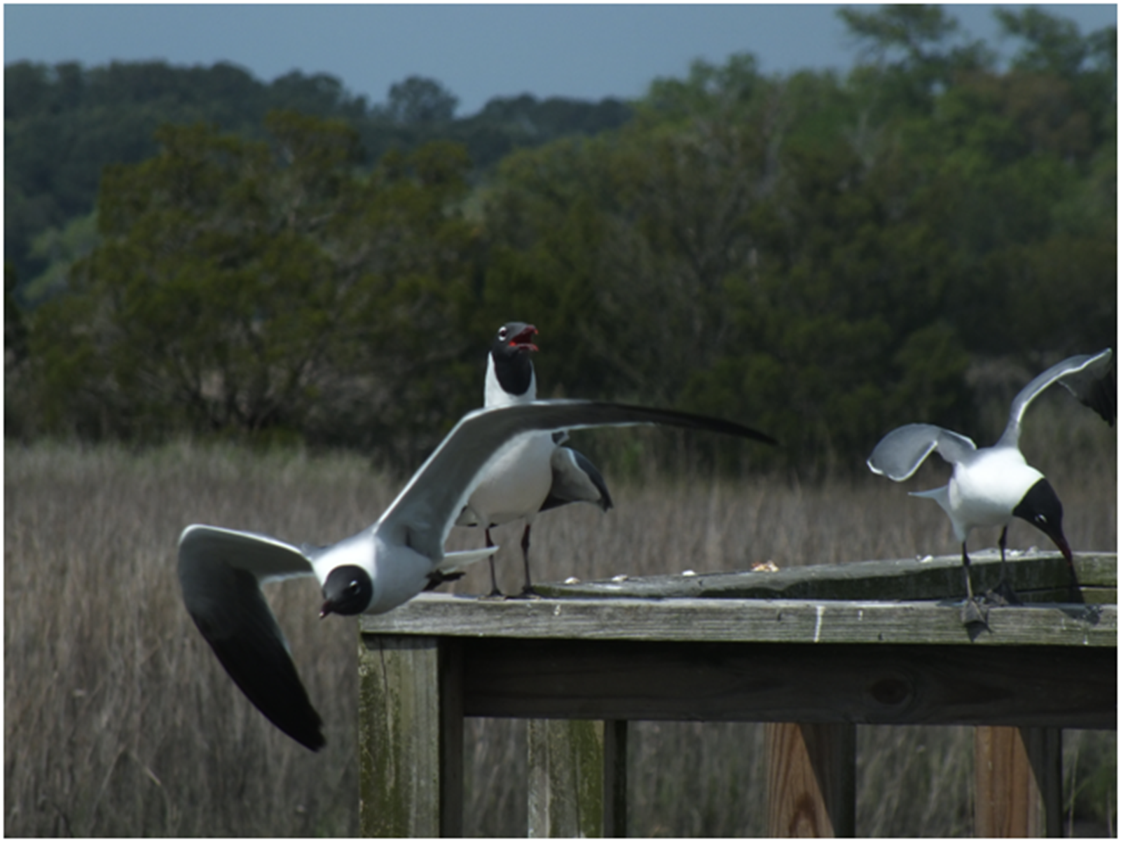 The picture was taken April 18 while I was sitting out on my grandparent's dock on Edisto. They were excited and I got my camera ready to take this picture. Just as the seagulls took flight and were cawing, I clicked the shutter of my Fugi Film camera.